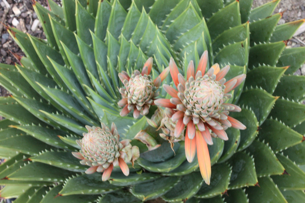 Aloe polyphylla (4)